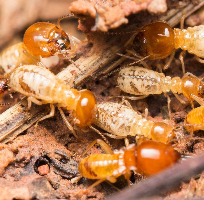 ant removal sydney
