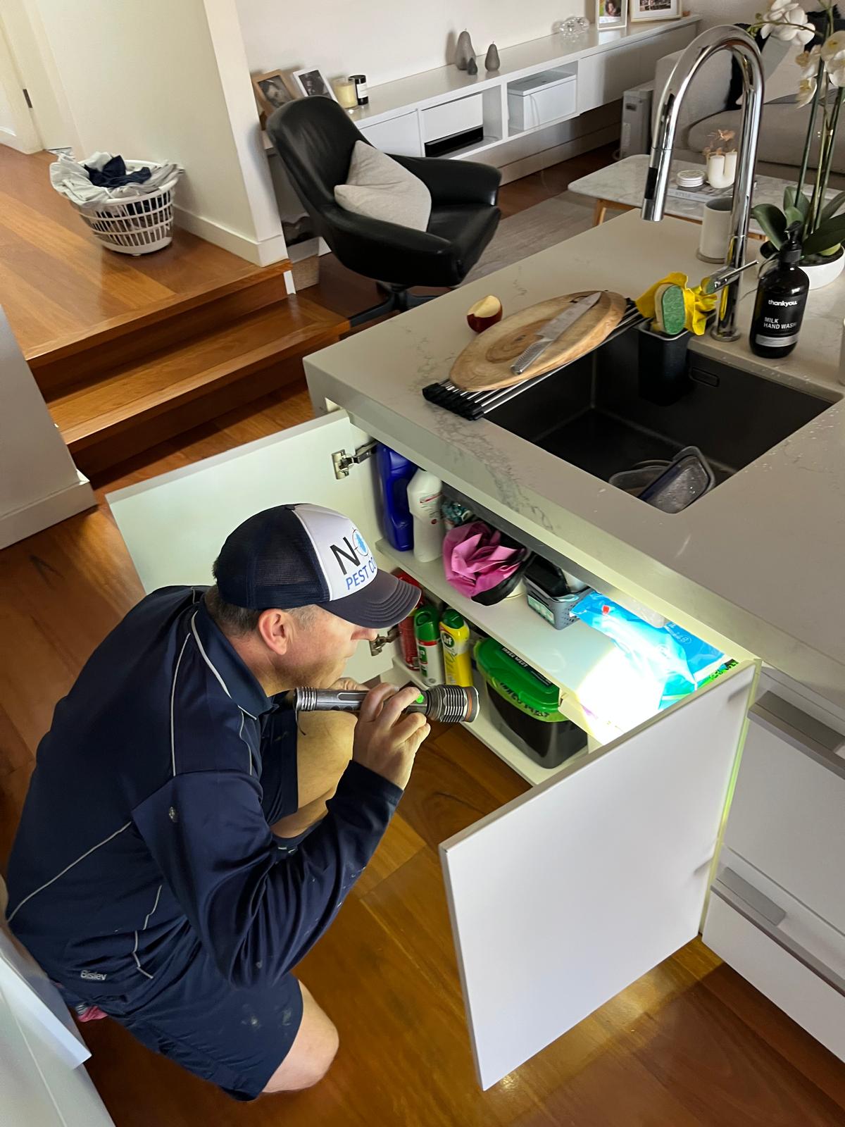 ant pest control Leichhardt