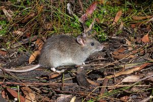 Native Bush Rat