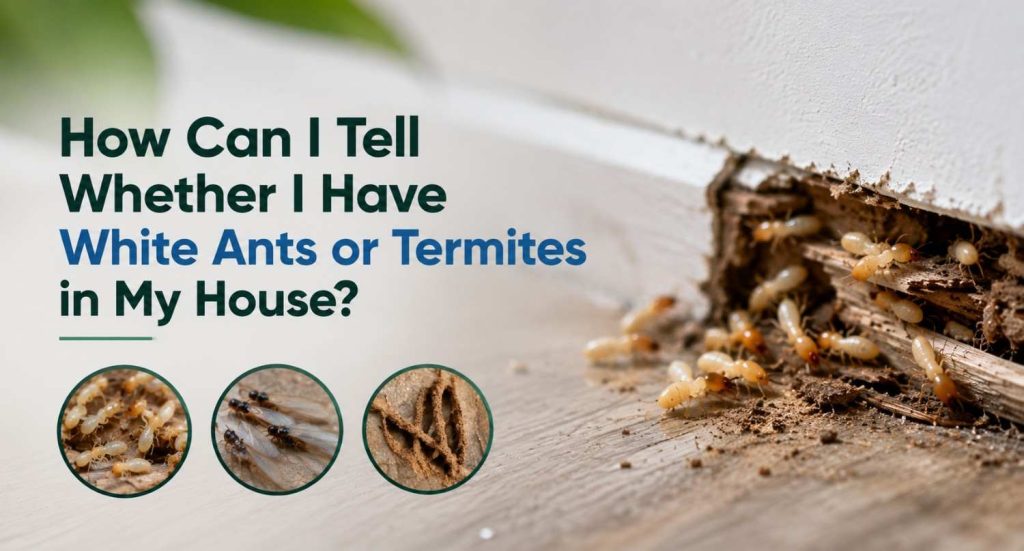 How Can I Tell Whether I Have White Ants or Termites in My House