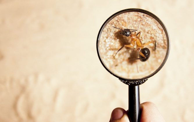 Pest Control Western Sydney
