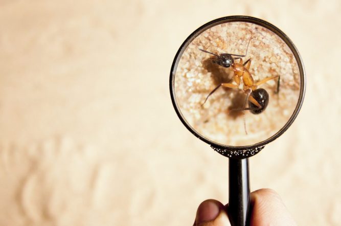 Pest Control Western Sydney