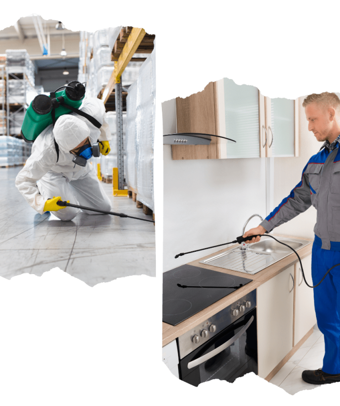 Pest Control Sydney