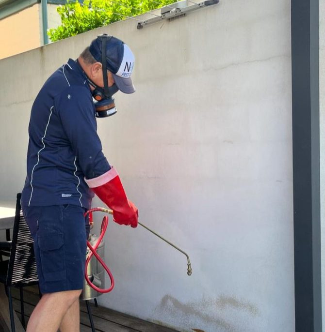 possum removal control Leichhardt