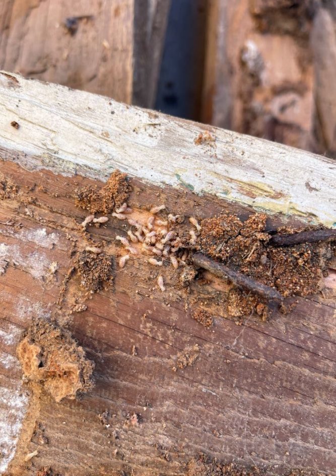 Comprehensive Termite Control Services in Sydney